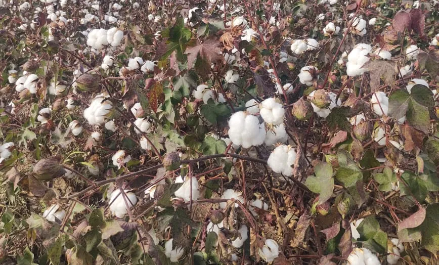 Algodón