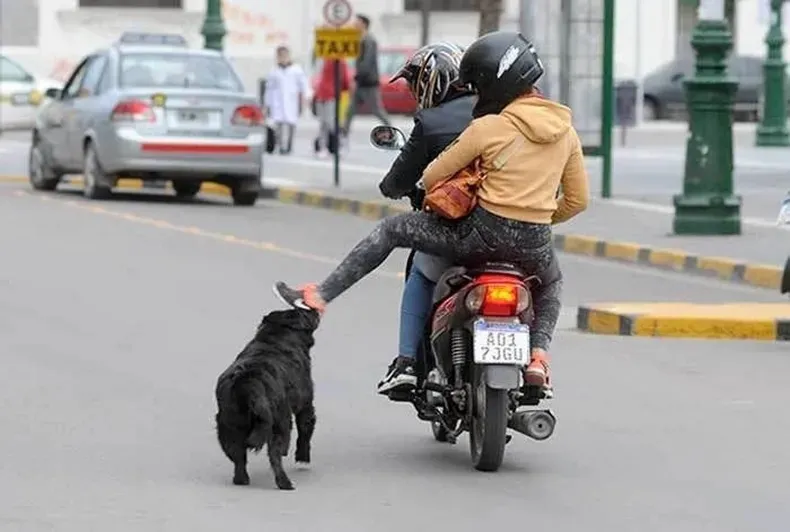 moto perro 11