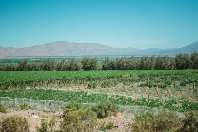 Sector vitivinícola