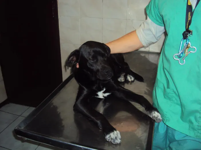 Veterinarios