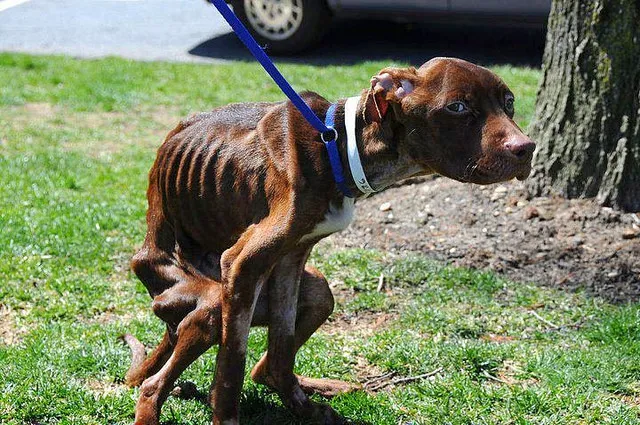perro2