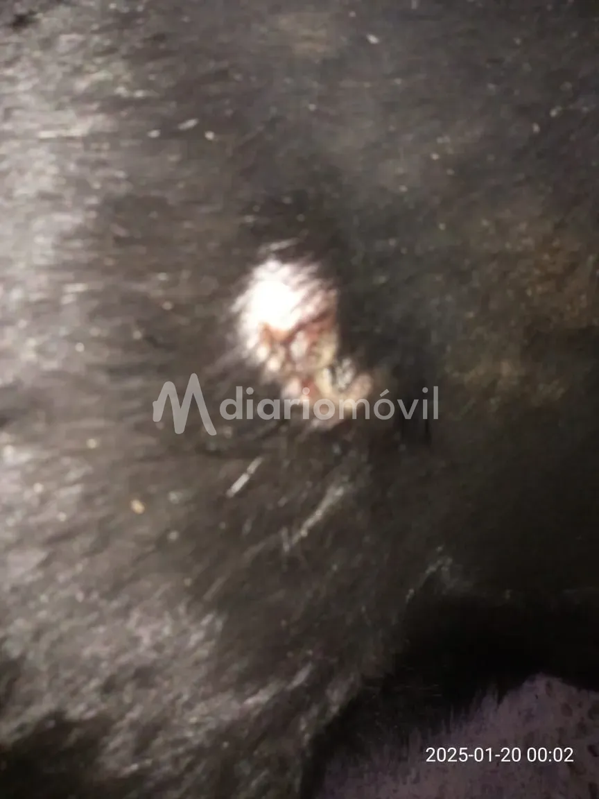 WhatsApp Image 2025-02-03 at 20.01.21