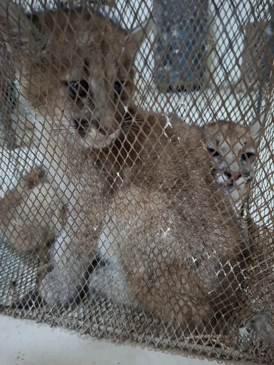 Pumas cachorros 2