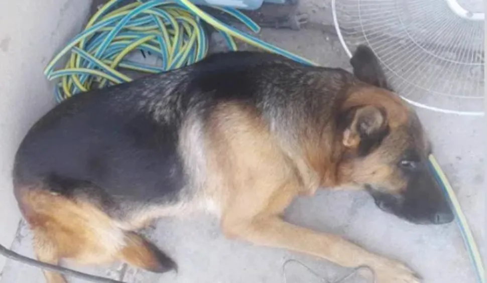 Perra ovejera alemán