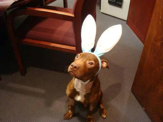 perro8