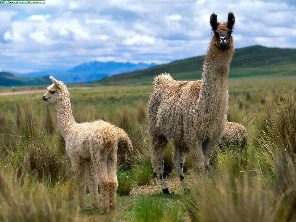 llamas
