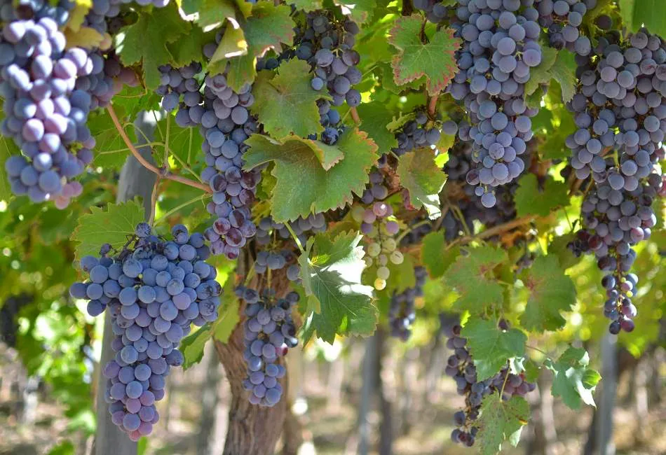 uvas