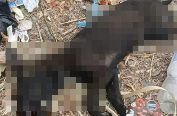 Perro muerto