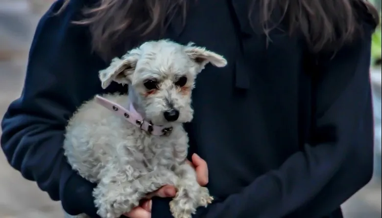 20220211103040_perro-3