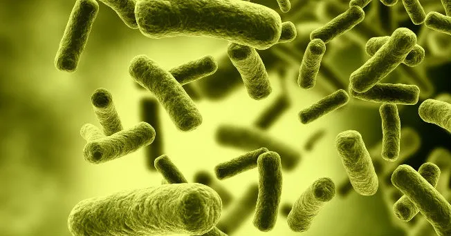 bacteria_0