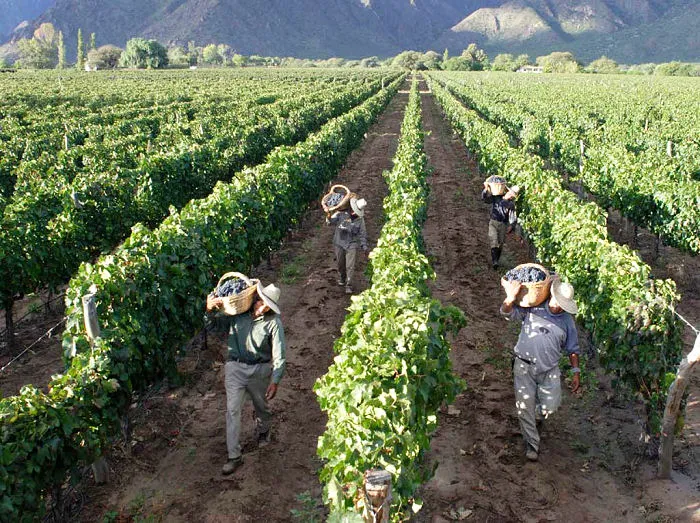vinedos
