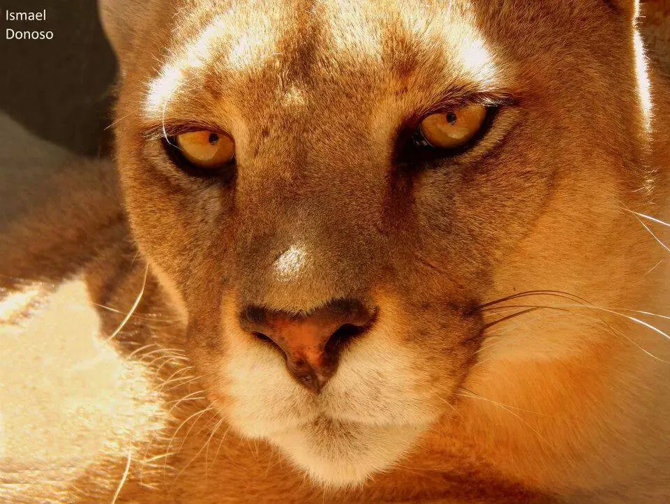 puma