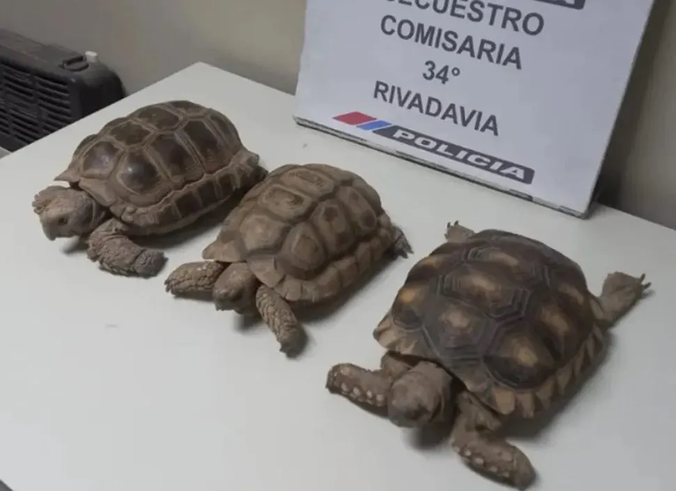 Tortugas