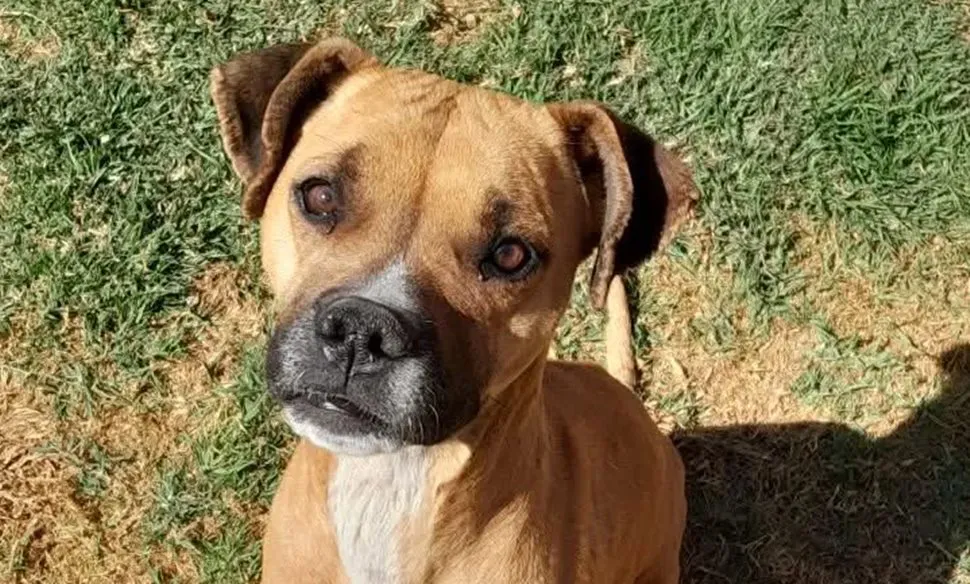 Perrito en adopción