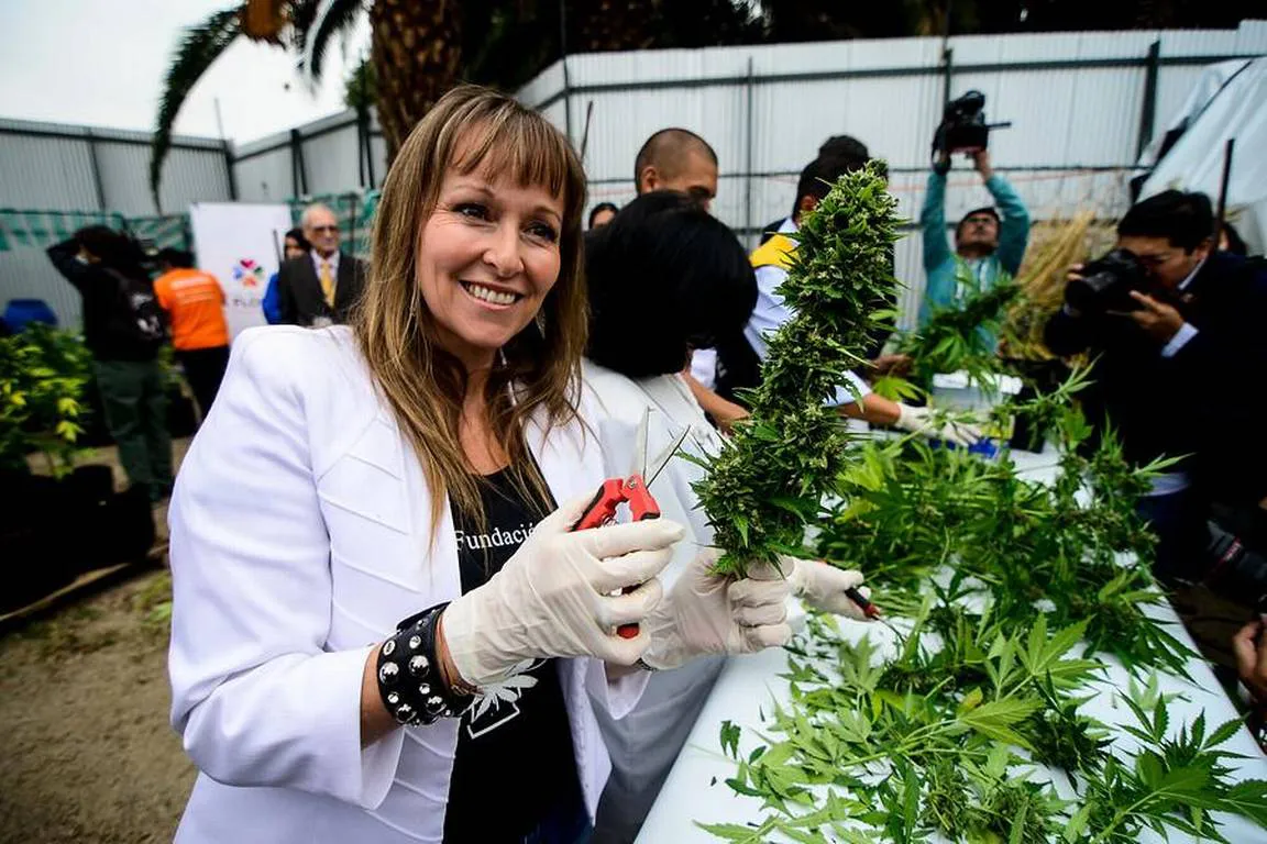 marihuana medicinal