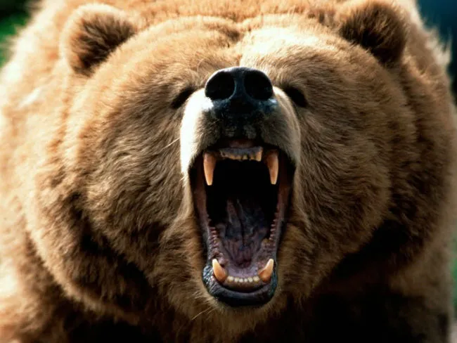 oso