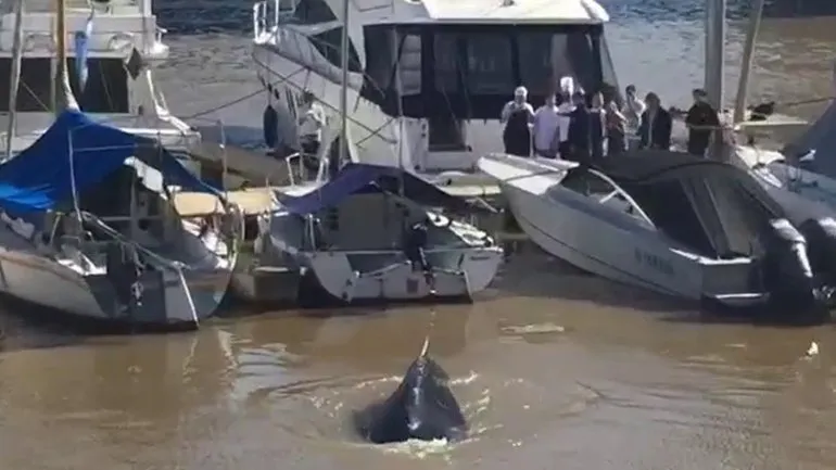 Ballena