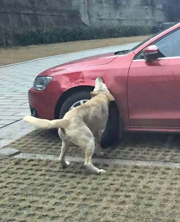 perro2