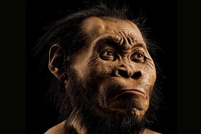 homo-naledi-