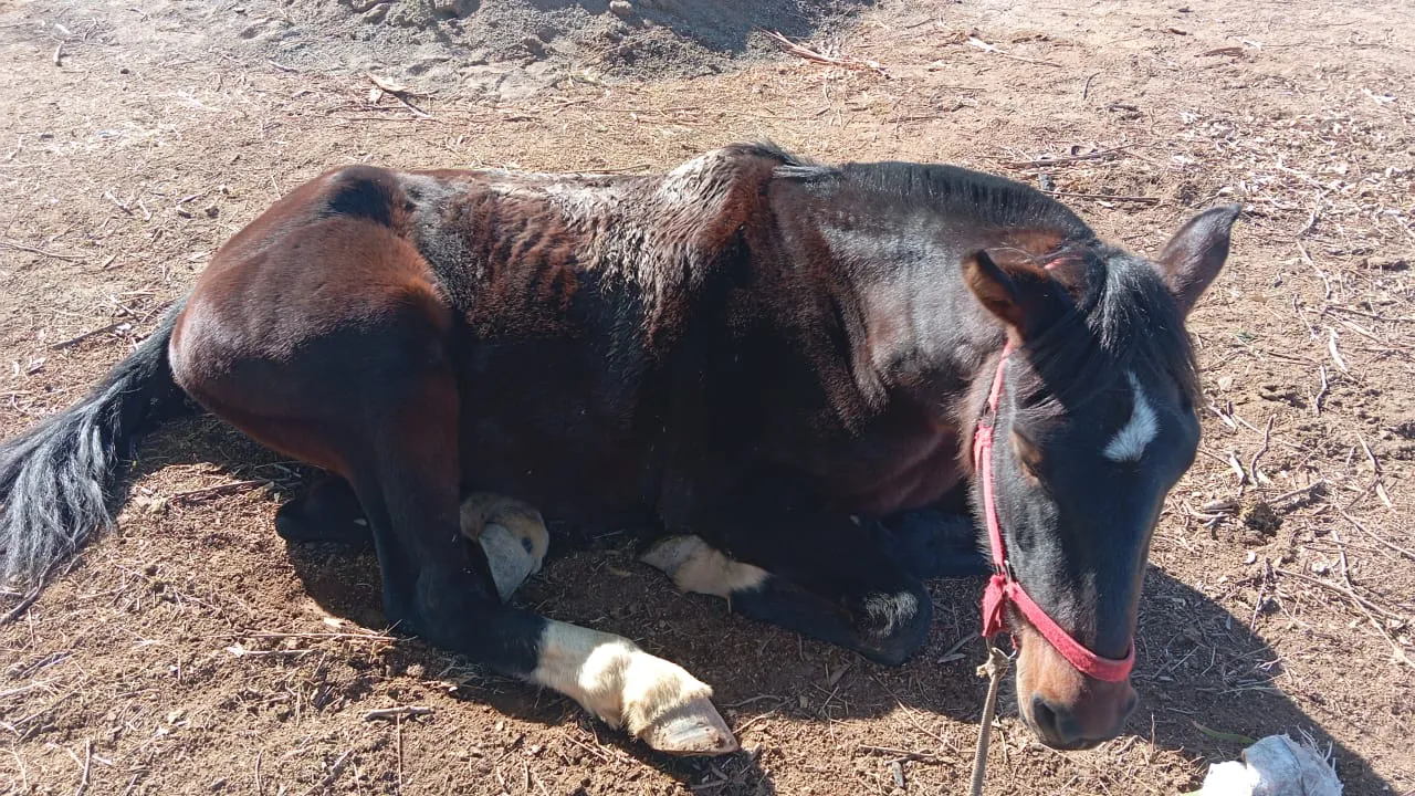 Caballo