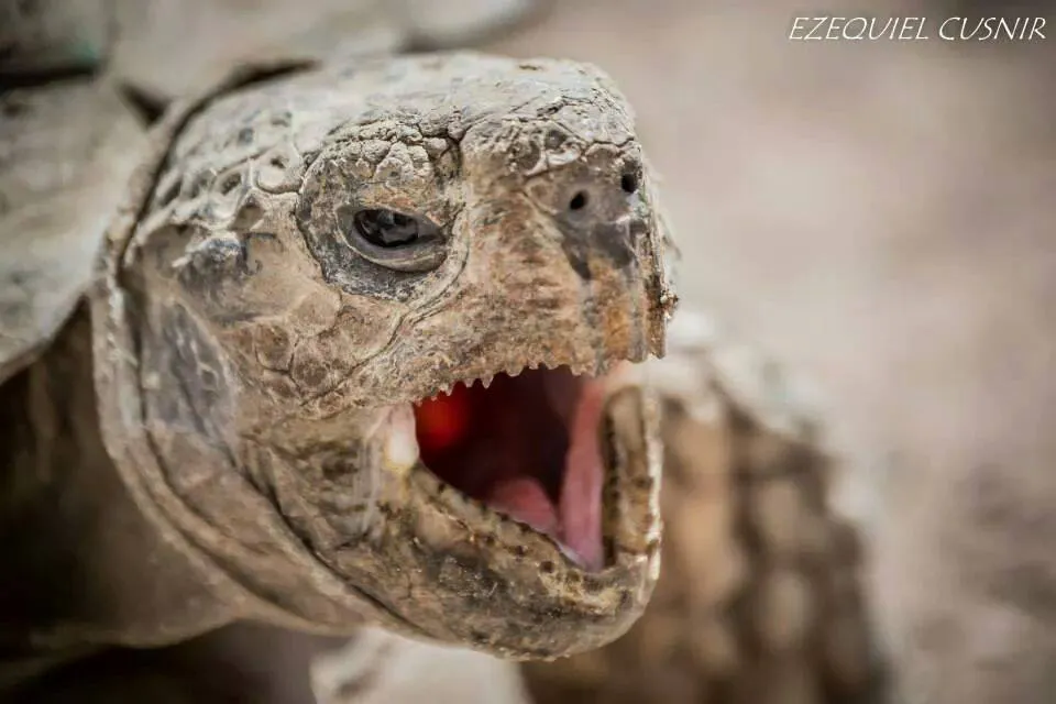 tortuga