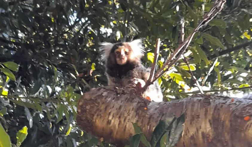 mono1-e1650926181891