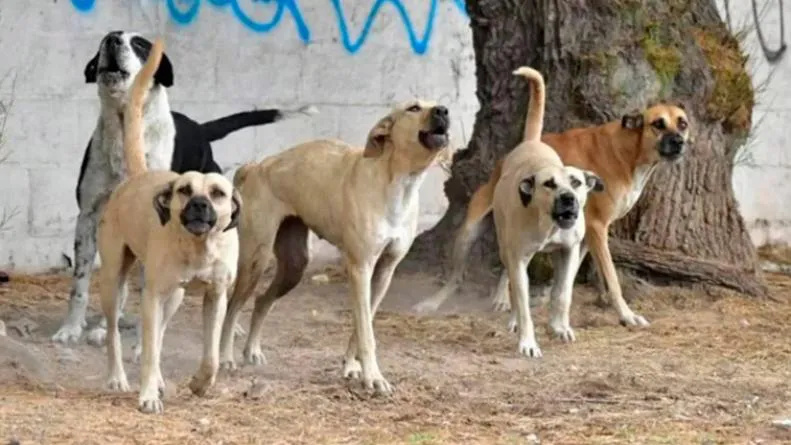 Jauría perros