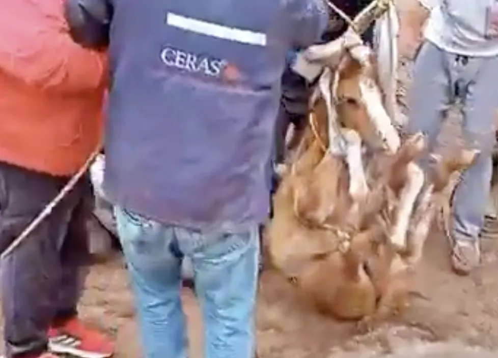 Captura de pantalla 2024-11-20 a la(s) 8.26.43 a. m.