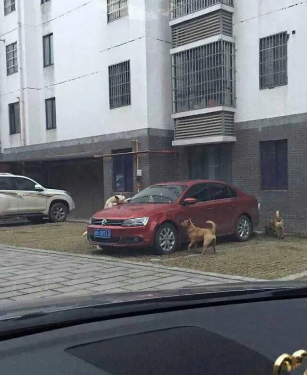 perro3