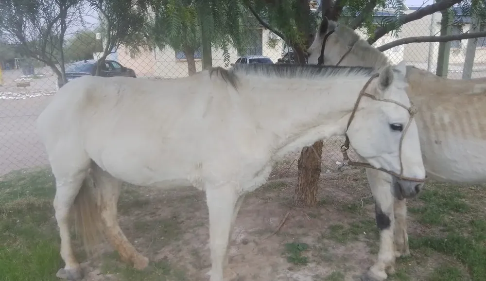 Caballos sueltos Caucete