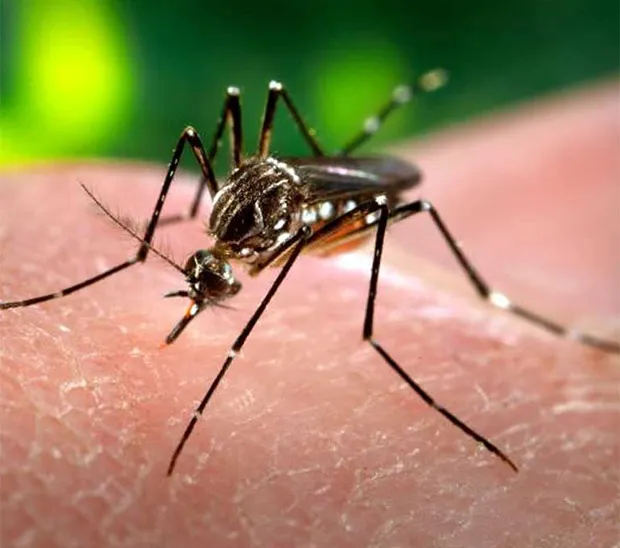 mosquito