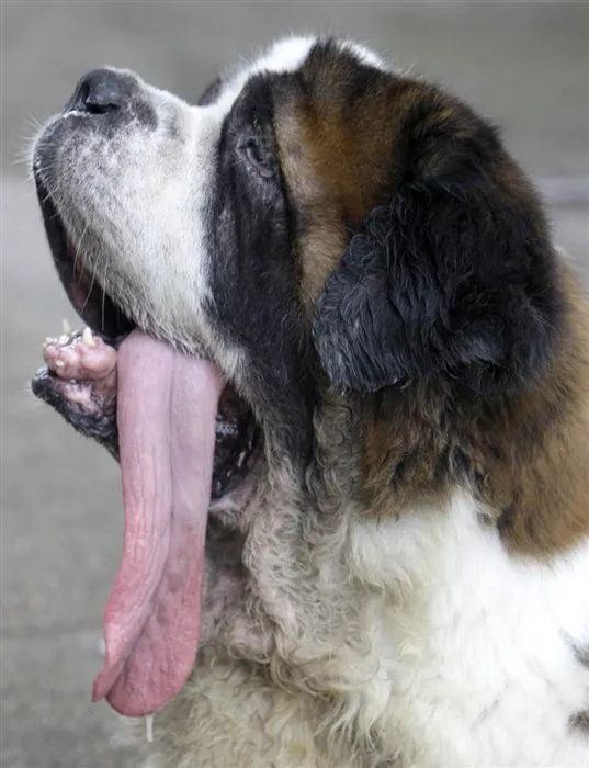 Calor