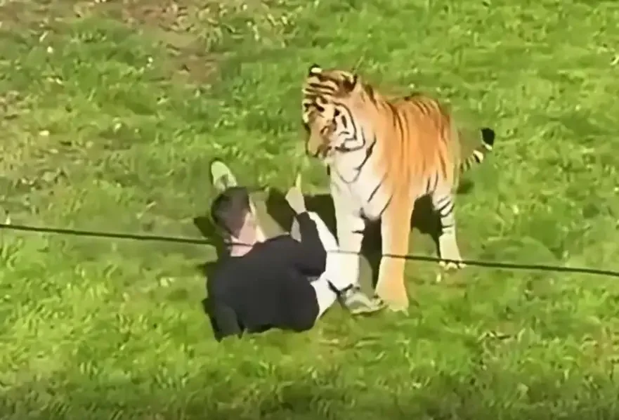 Tigre con un hombre