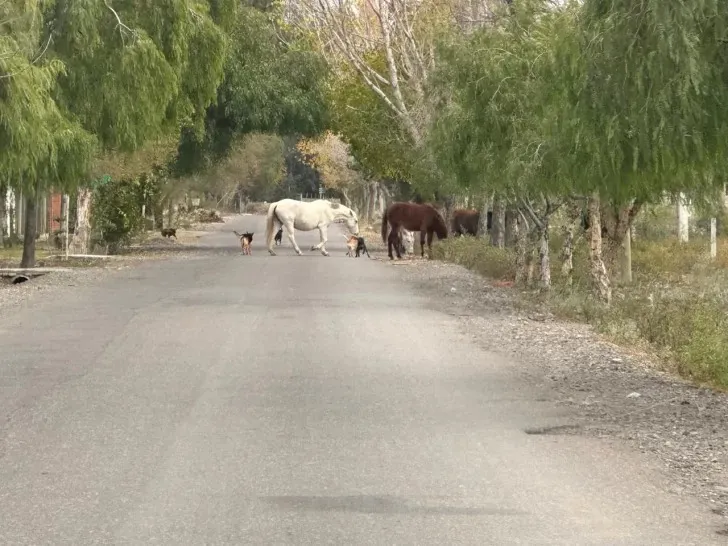 caballos sueltos