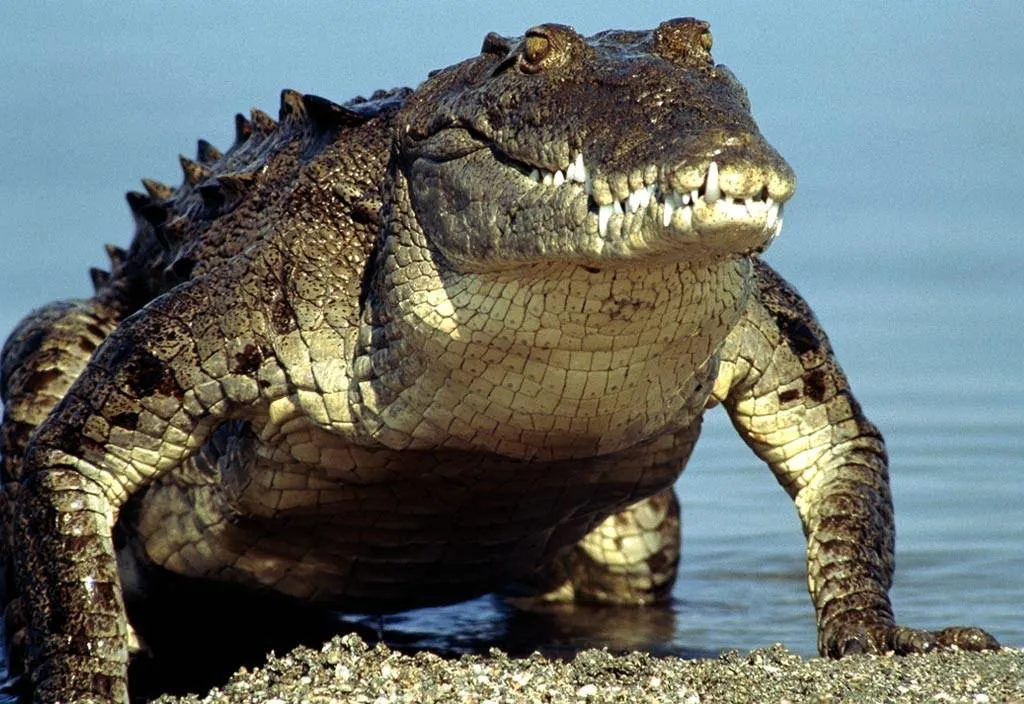 Cocodrilo