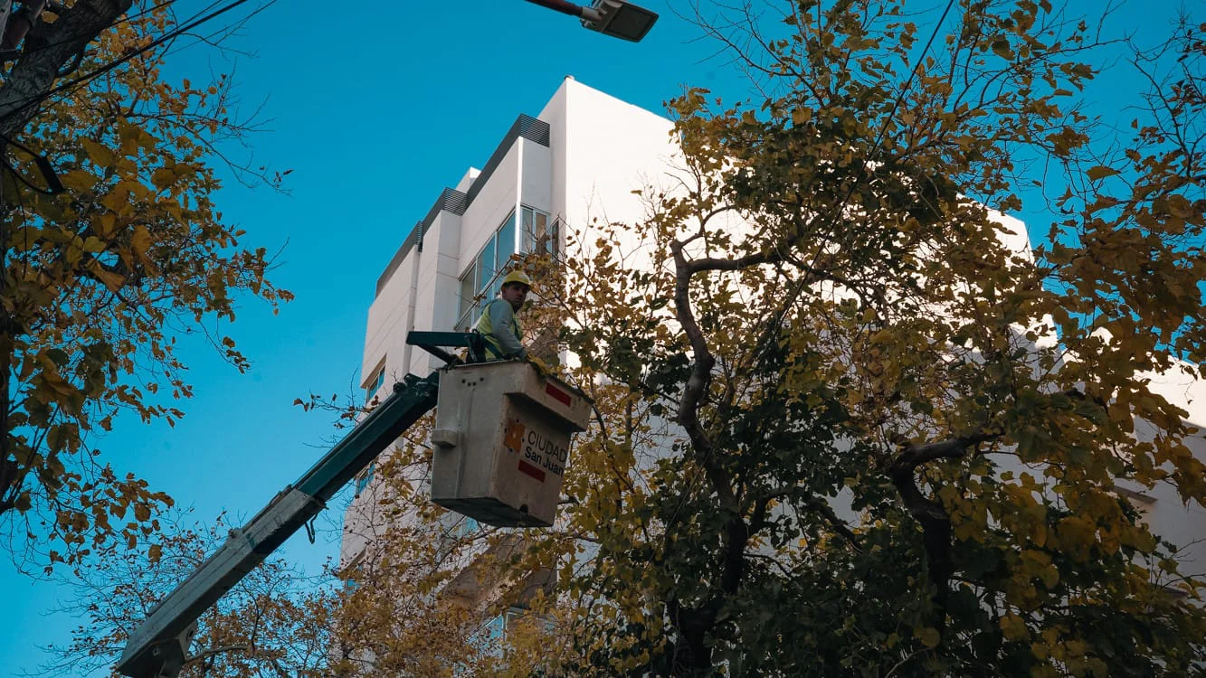 poda arboles capital servicios limpieza municipal (9)