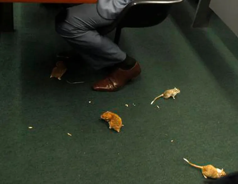ratones