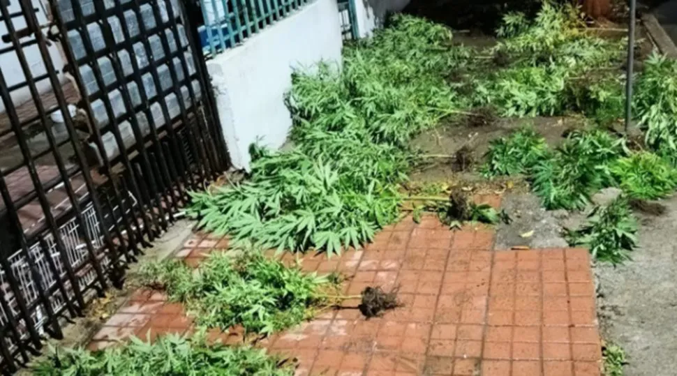 Plantas de marihuana