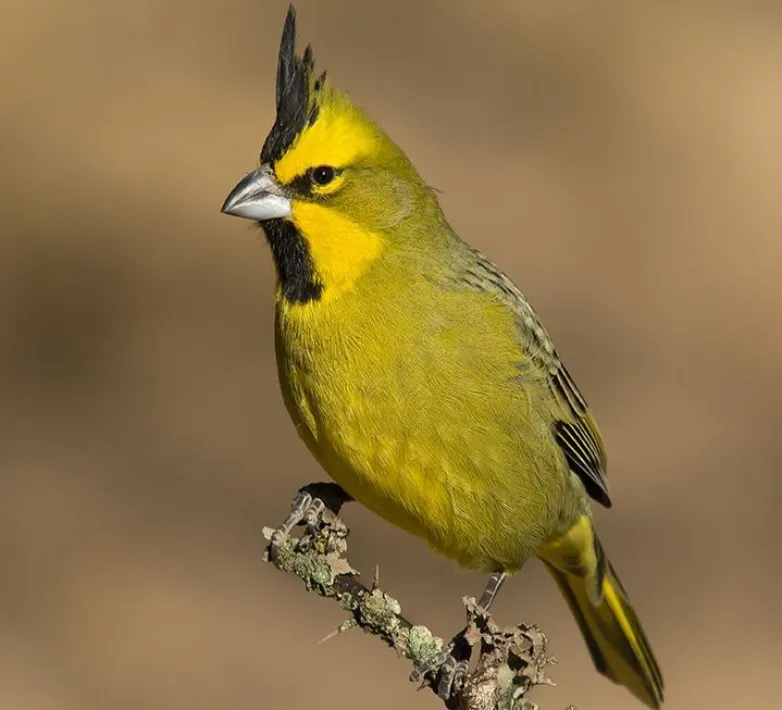 Aves