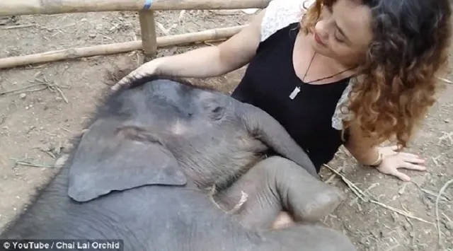 un-adorable-bebe-elefante-se-queda-dormido-en-el-regazo-de-una-mujer-mientras-le-cantaba-una-cancion-video 01