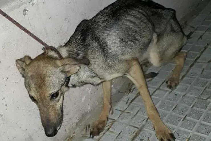 perro desnutrido - ciudad de Buenos Aires