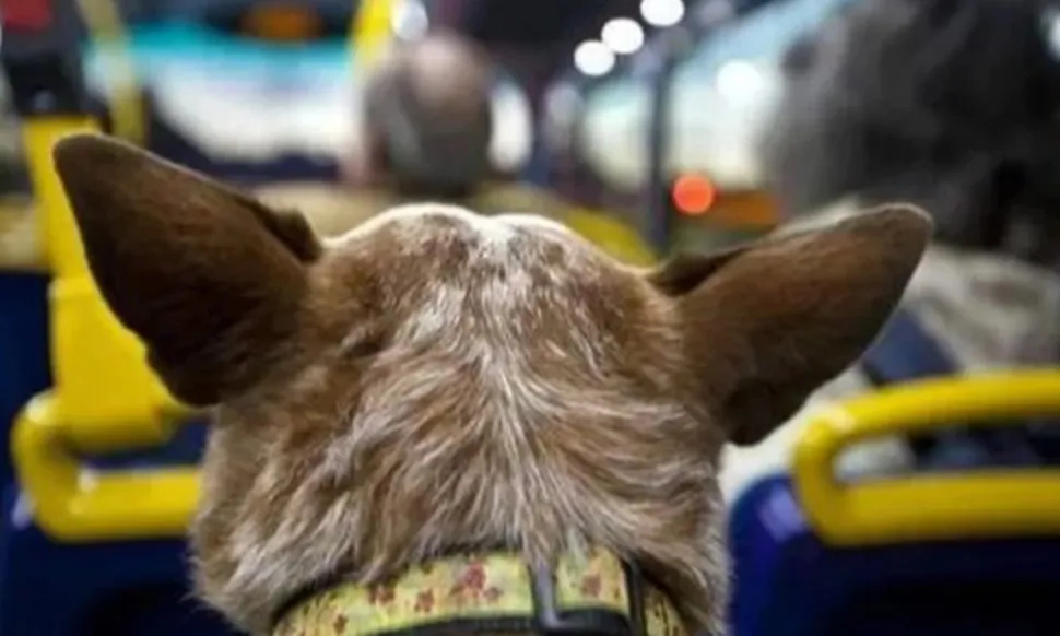 Perro en colectivo