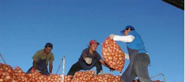 cebolla