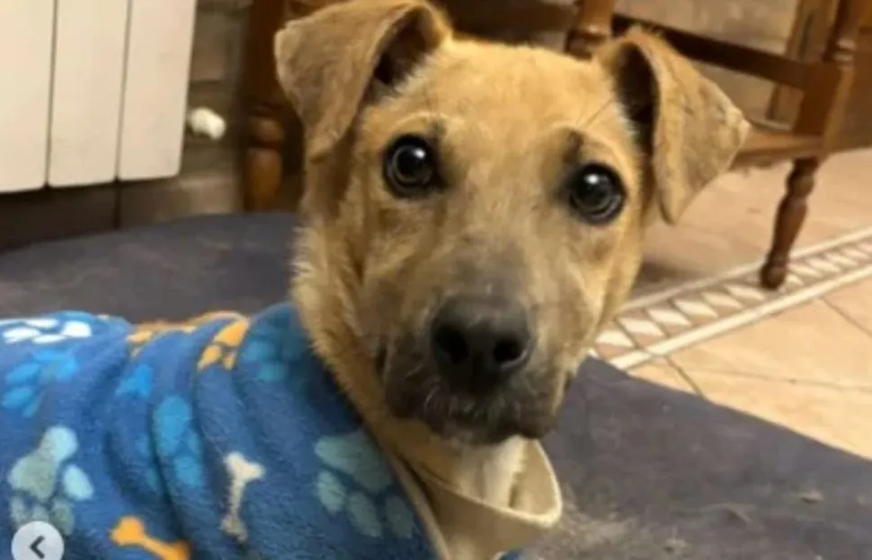 Luca perrito