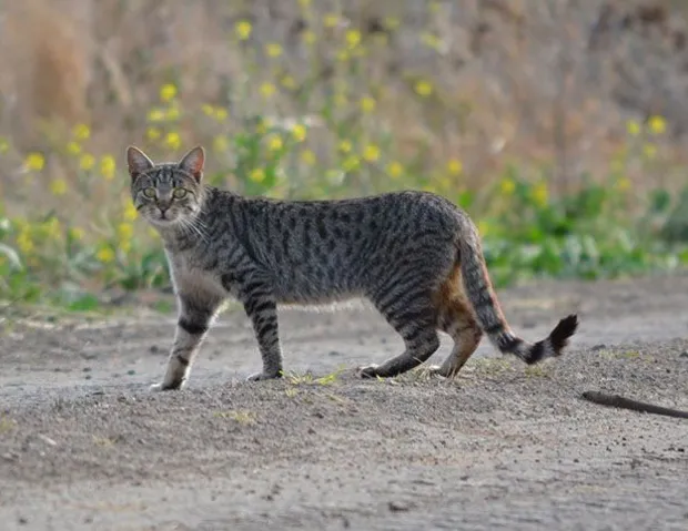 gato