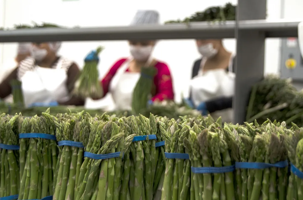 esparragos