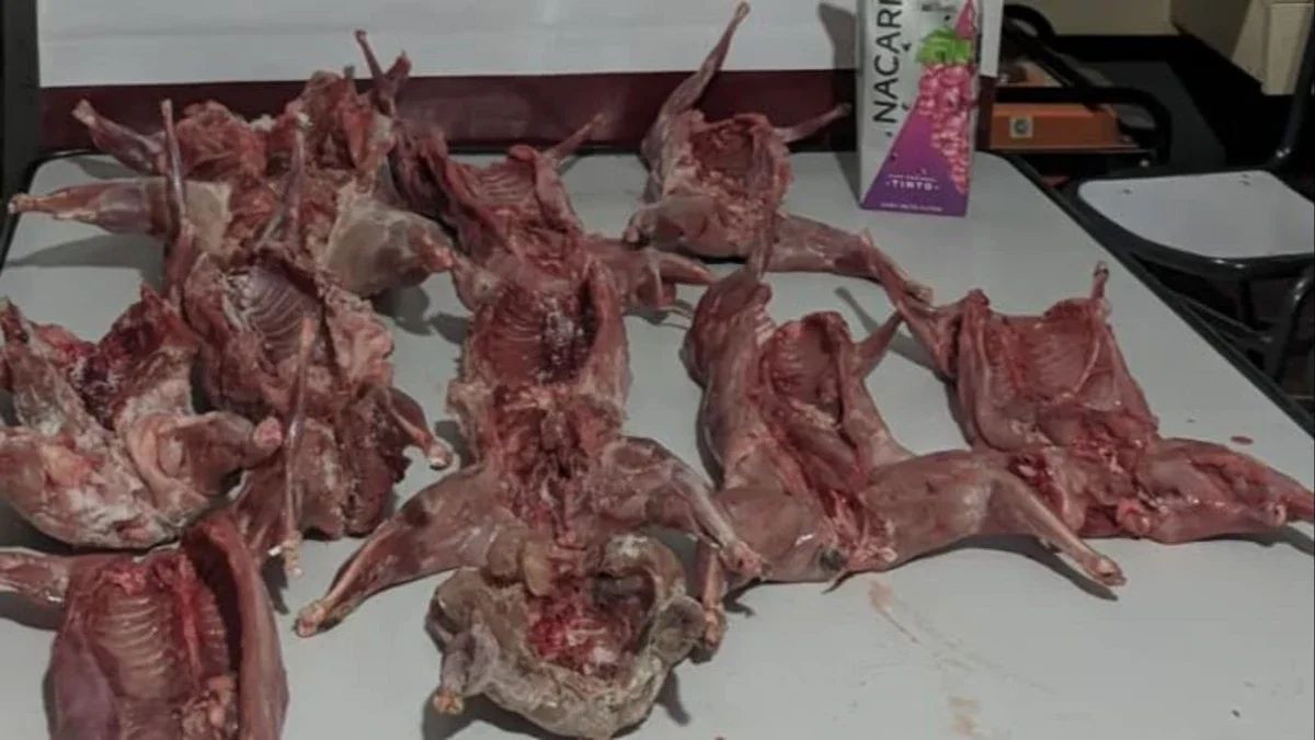 animales faenados