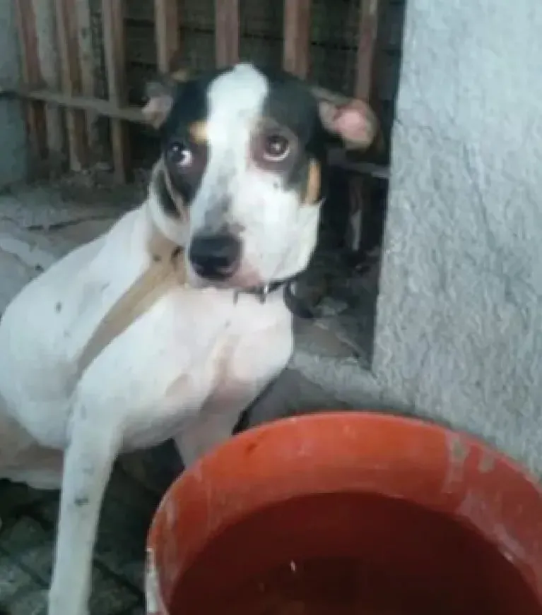 La perrita que fue abandonada en Caballito. (Foto: Redes sociales).