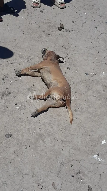 WhatsApp Image 2025-02-03 at 20.01.21 (1)