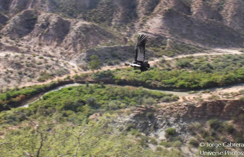 condor 1